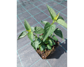 Agastache ‘Black Adder’