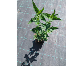 Agastache ‘Black Adder’