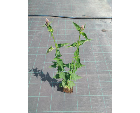 Agastache ‘Black Adder’