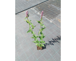 Agastache ‘Black Adder’