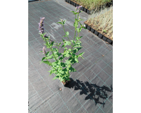 Agastache ‘Black Adder’