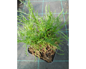 Santolina rosmarinifolia