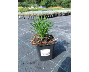 Santolina rosmarinifolia