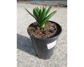 Allium ‘Globemaster’