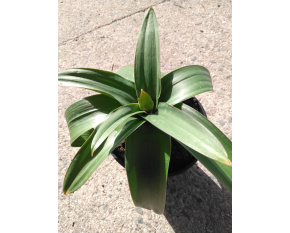 Allium ‘Globemaster’