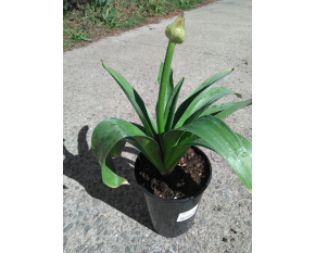 Allium ‘Globemaster’