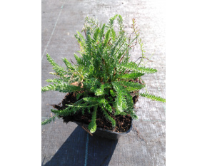 Achillea millefolium ‘Cerise Queen’
