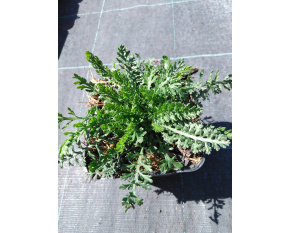 Achillea millefolium ‘Cerise Queen’