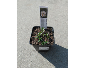 Achillea ptarmica ‘Nana Compacta’