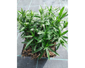 Achillea ptarmica ‘Nana Compacta’ P11x11