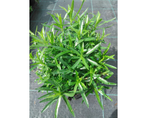 Achillea ptarmica ‘Nana Compacta’