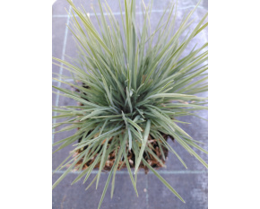 Koeleria glauca ‘Coolio’