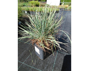 Koeleria glauca ‘Coolio’