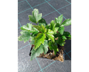 Anemone hybrida ‘Prinz Heinrich’