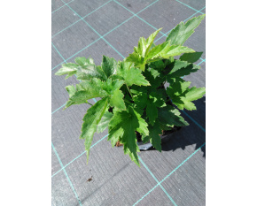 Anemone hybrida ‘Prinz Heinrich’