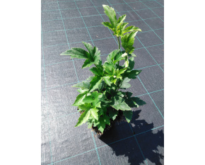 Anemone hybrida ‘Prinz Heinrich’