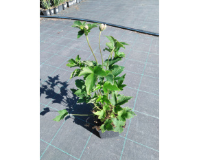 Anemone hybrida ‘Prinz Heinrich’