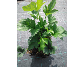 Anemone hybrida ‘Prinz Heinrich’
