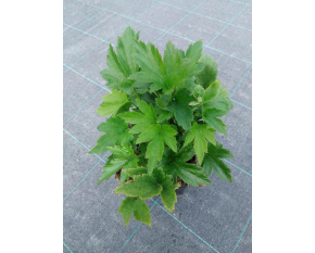 Anemone hybrida ‘Prinz Heinrich’