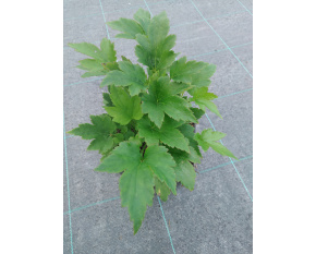 Anemone hybrida ‘Prinz Heinrich’