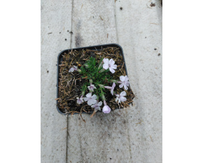 Phlox pulvinata