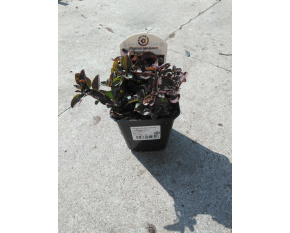 Origanum laevigatum ‘Herrenhausen’