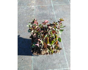 Origanum laevigatum ‘Herrenhausen’