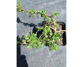 Salix x simulatrix