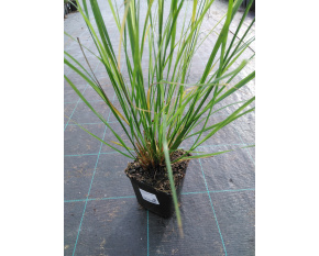 Pennisetum alop. var. viridescens