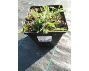 Achillea millefolium ‘Pomegranate’