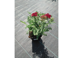 Achillea millefolium ‘Pomegranate’