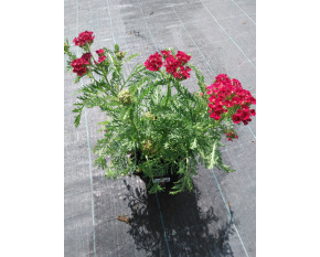 Achillea millefolium ‘Pomegranate’
