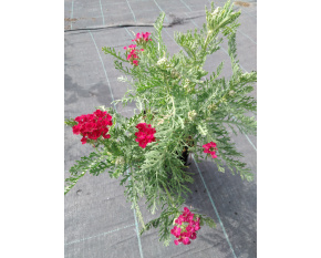 Achillea millefolium ‘Pomegranate’