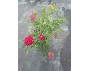 Achillea millefolium ‘Pomegranate’