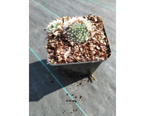 Androsace sarmentosa