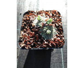 Androsace sarmentosa