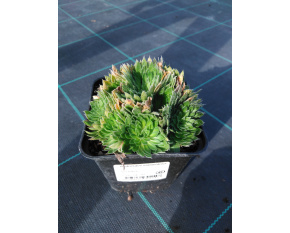 Androsace sarmentosa