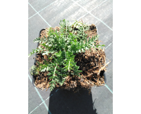 Achillea millefolium ‘Paprika’
