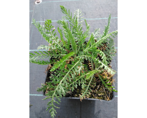 Achillea millefolium ‘Paprika’