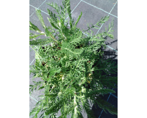 Achillea millefolium ‘Paprika’