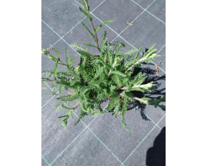 Achillea millefolium ‘Paprika’