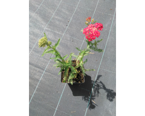 Achillea millefolium ‘Paprika’