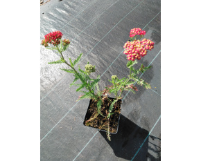 Achillea millefolium ‘Paprika’