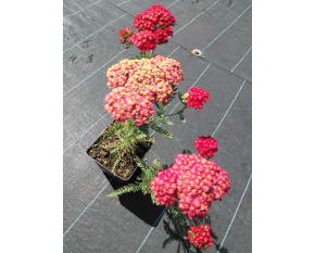 Achillea millefolium ‘Paprika’