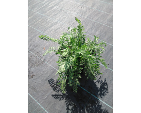 Achillea millefolium ‘Paprika’