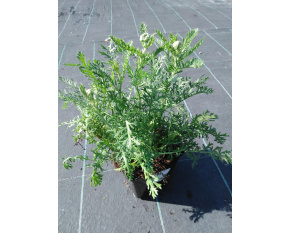 Achillea millefolium ‘Paprika’