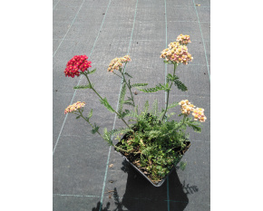 Achillea millefolium ‘Paprika’