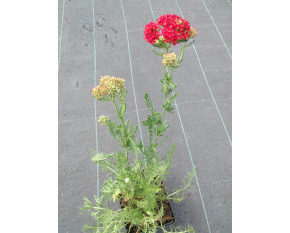 Achillea millefolium ‘Paprika’
