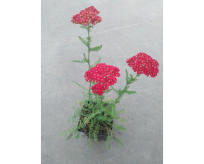 Achillea millefolium ‘Paprika’