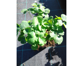 Aquilegia vulgaris ‘Rose Barlow’